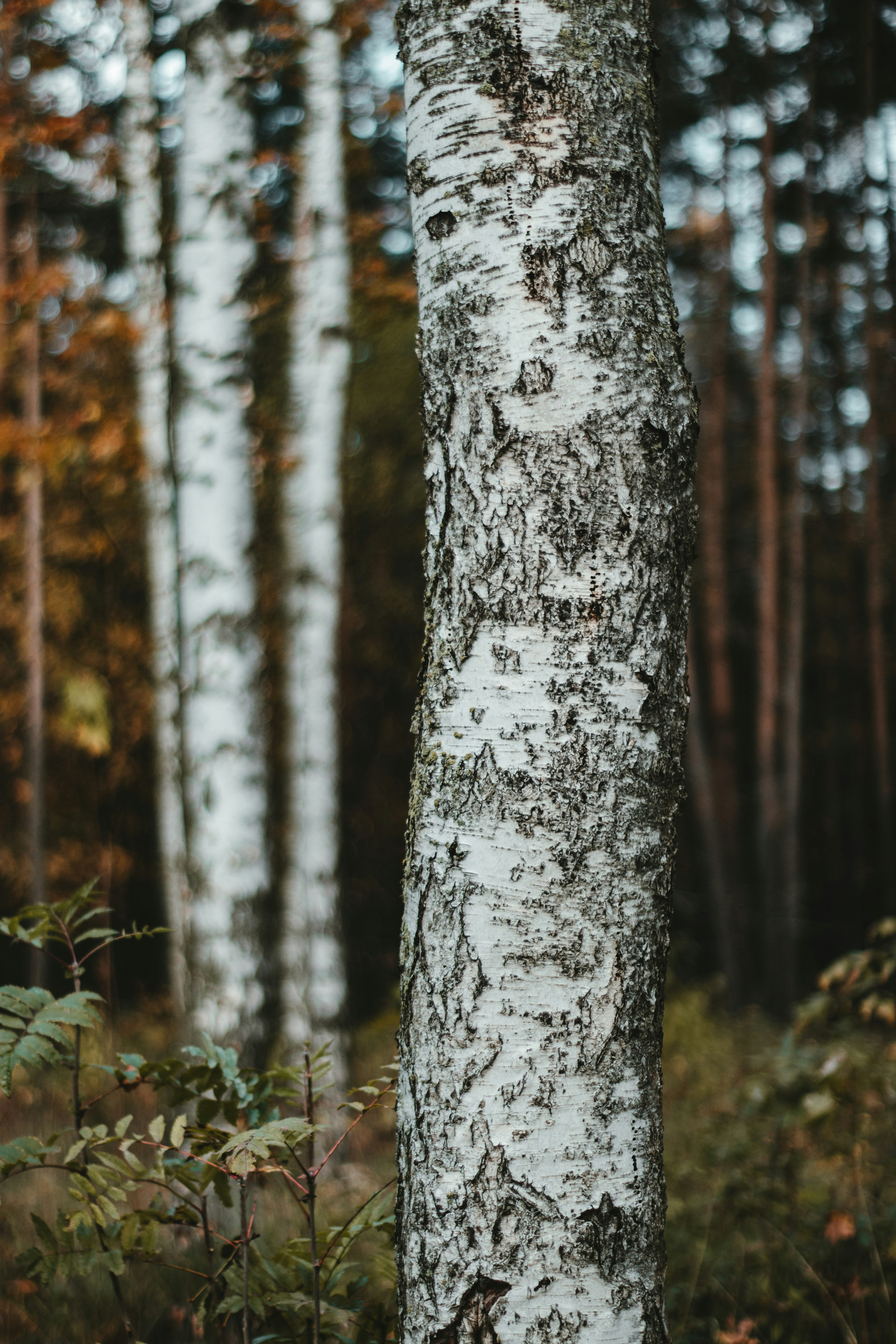 white and black tree trunk